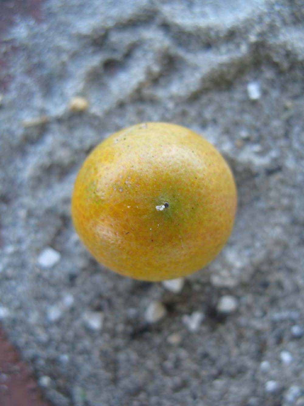              Fruit (Winter Haven, FL)       